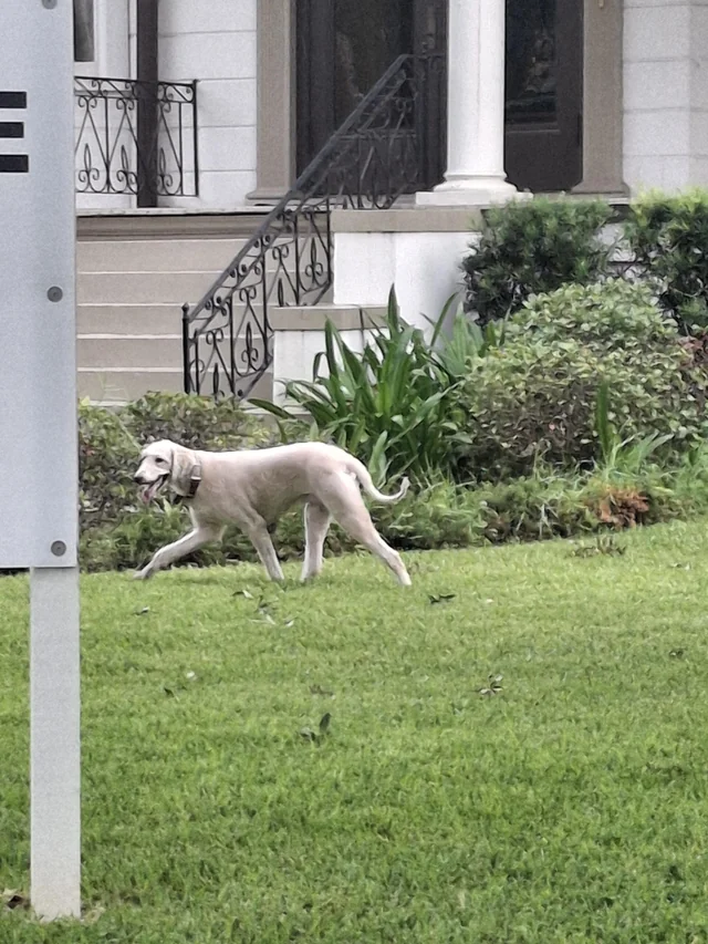 Found Dog in New Orleans