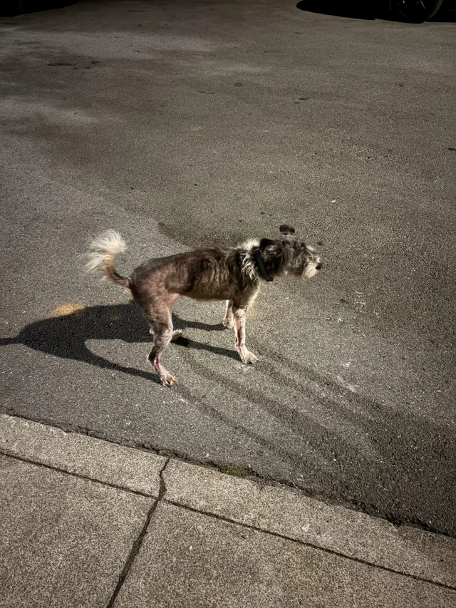 Found dog