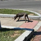 Found dog