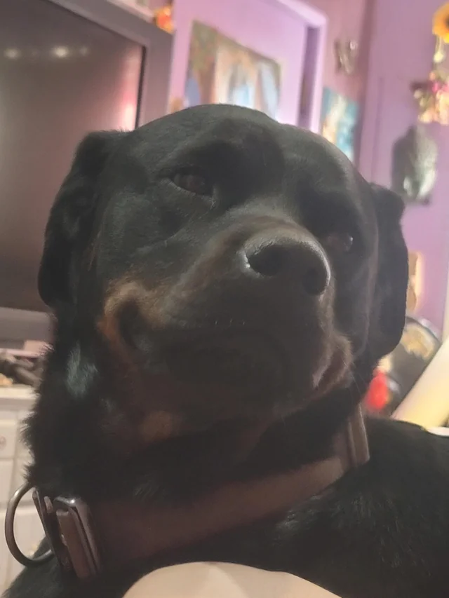 Lost Dog in Flagstaff