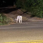 Found Dog in Georgia