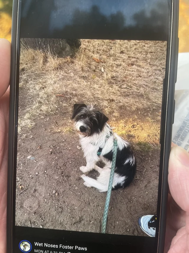 Found dog