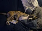 Lost Dog in Fort Collins