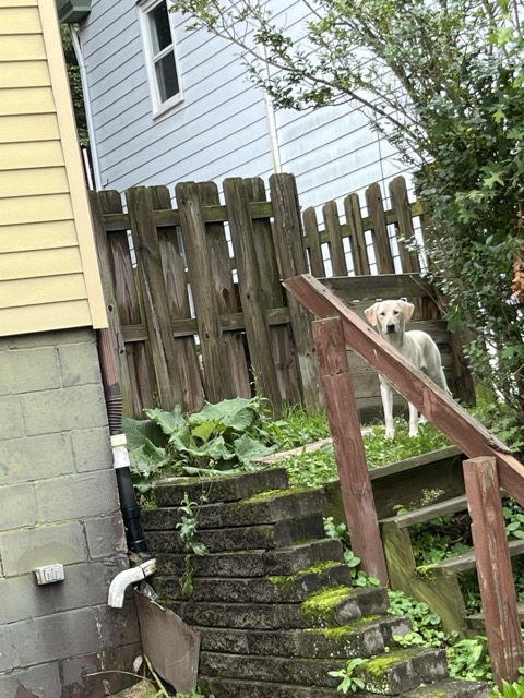 Found dog