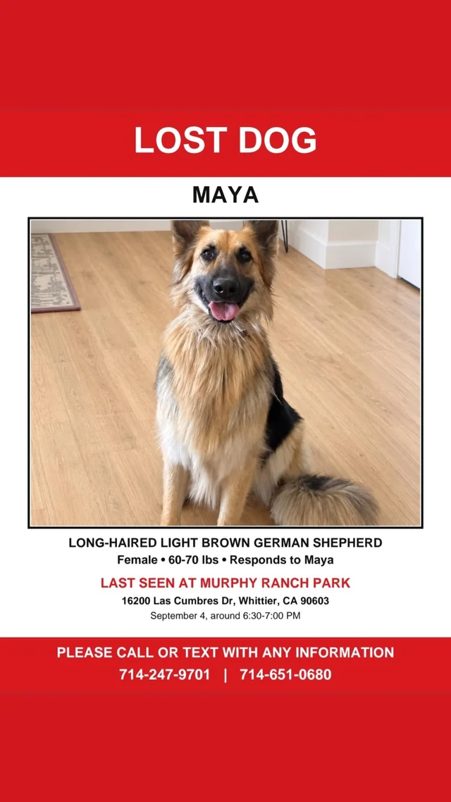 Lost Dog in Whittier