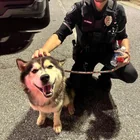 Found Dog in Greensboro