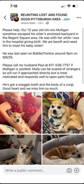 Lost dog