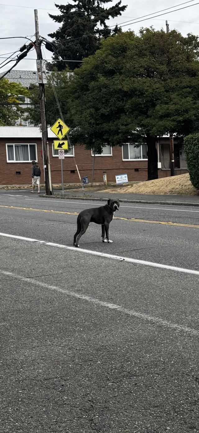 Found dog