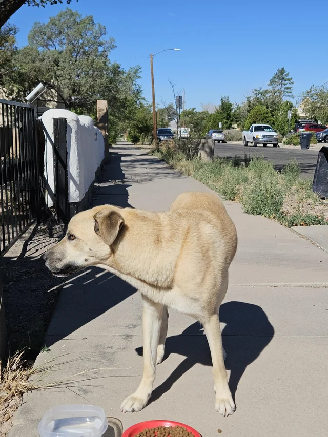 Found dog