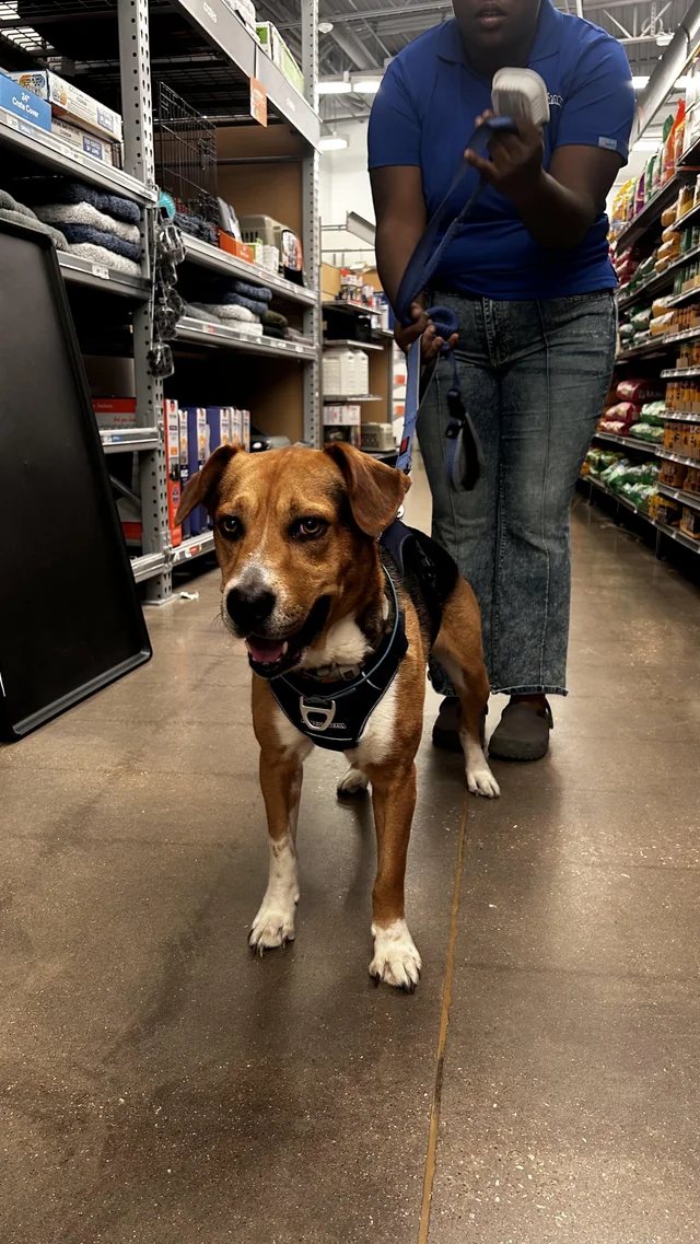 Found dog