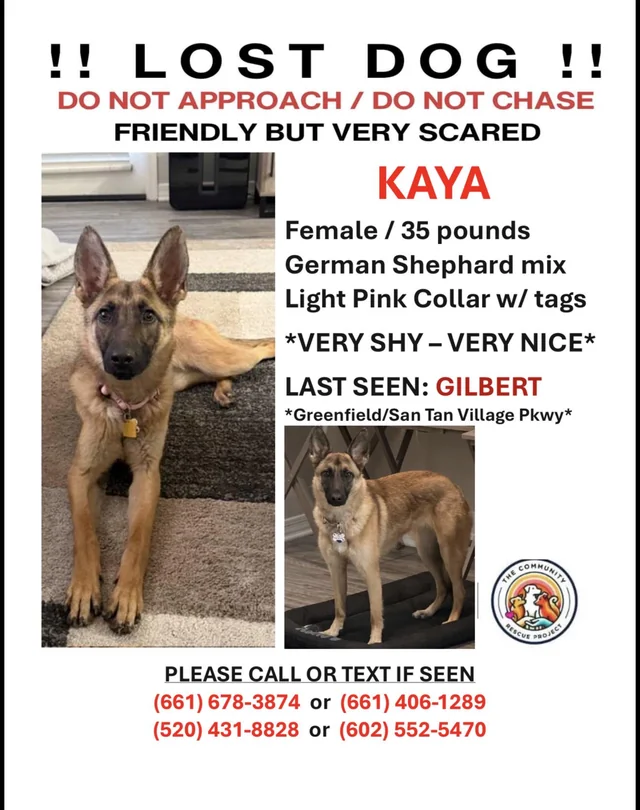 Lost Dog in Gilbert