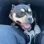 Found Dog in Burlingame