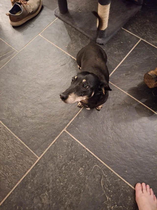 Lost dog