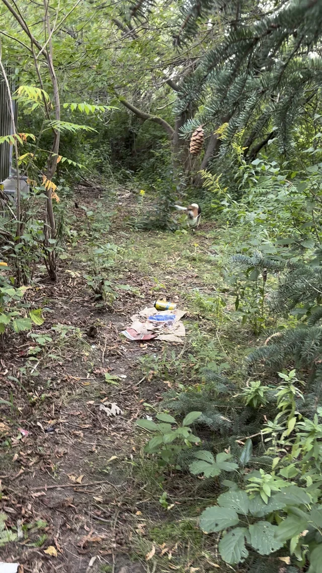 Found dog