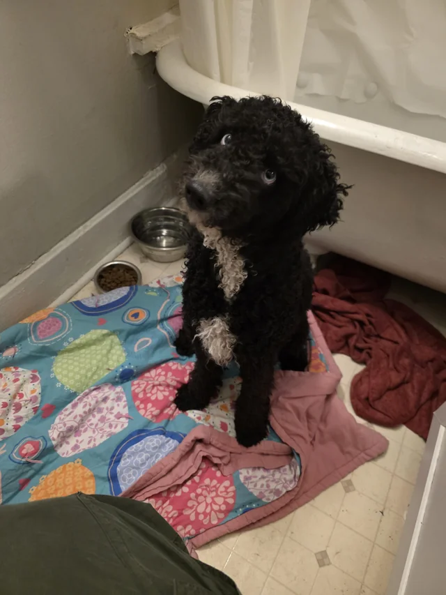 Found dog