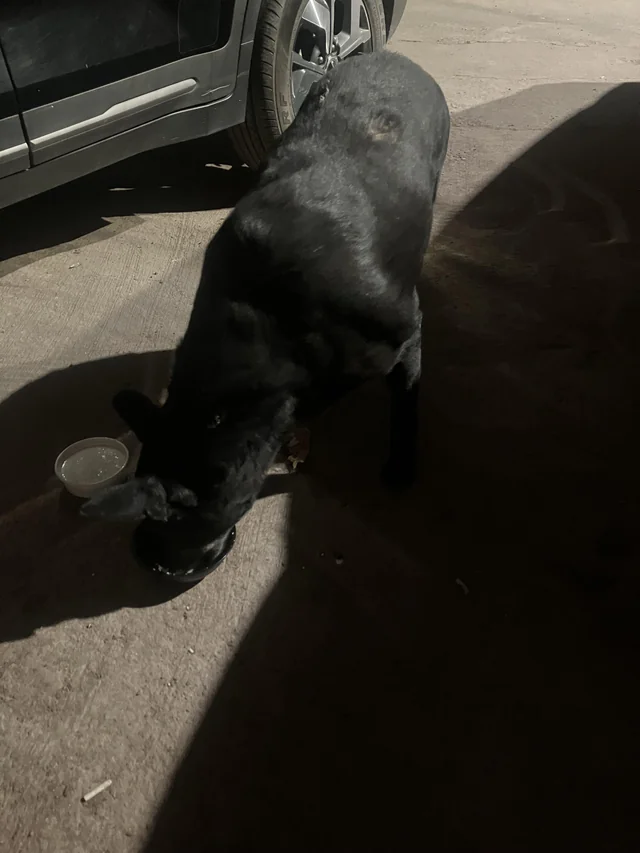 Lost Dog in New Delhi