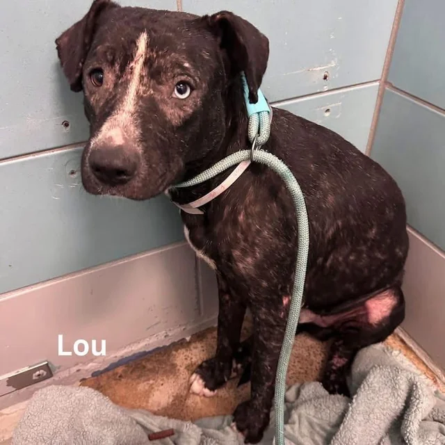 Lost dog