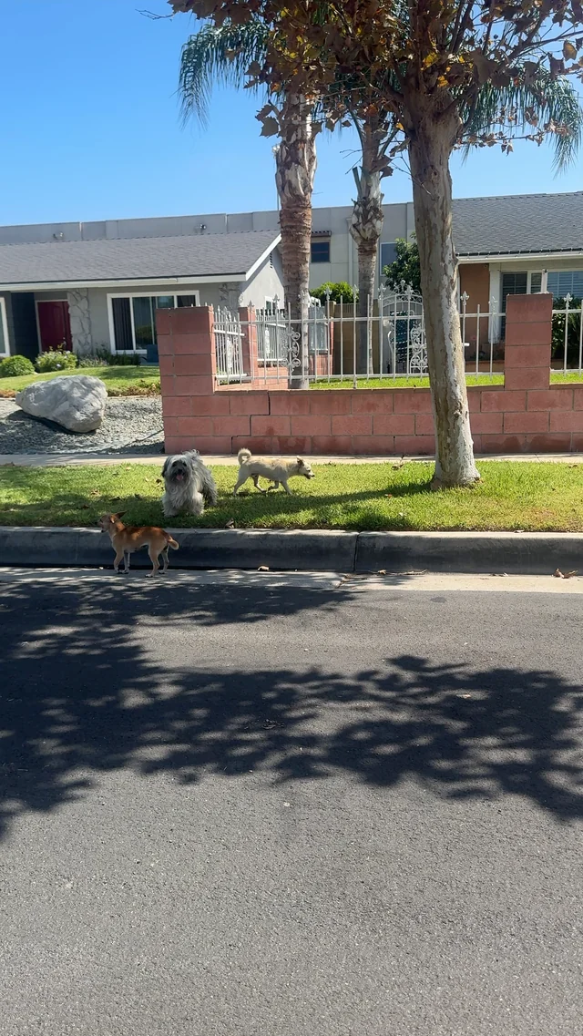 Found Dog in Santa Ana