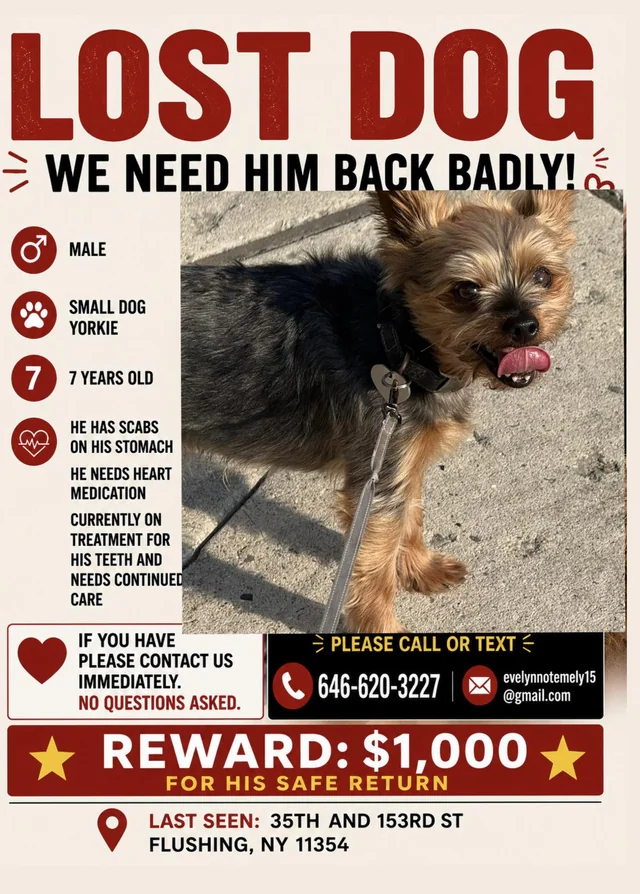 Lost Dog in Flushing