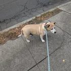 Lost Dog in Grant Park