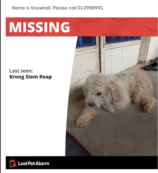 Lost Dog in Krong Siem Reap