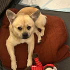 Found Dog in Centennial Park