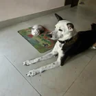 Lost Dog in Haldwani