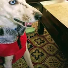 Lost Dog in Haldwani