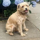 Lost Dog in Brooklyn