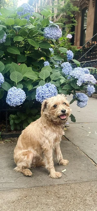 Lost Dog in Brooklyn