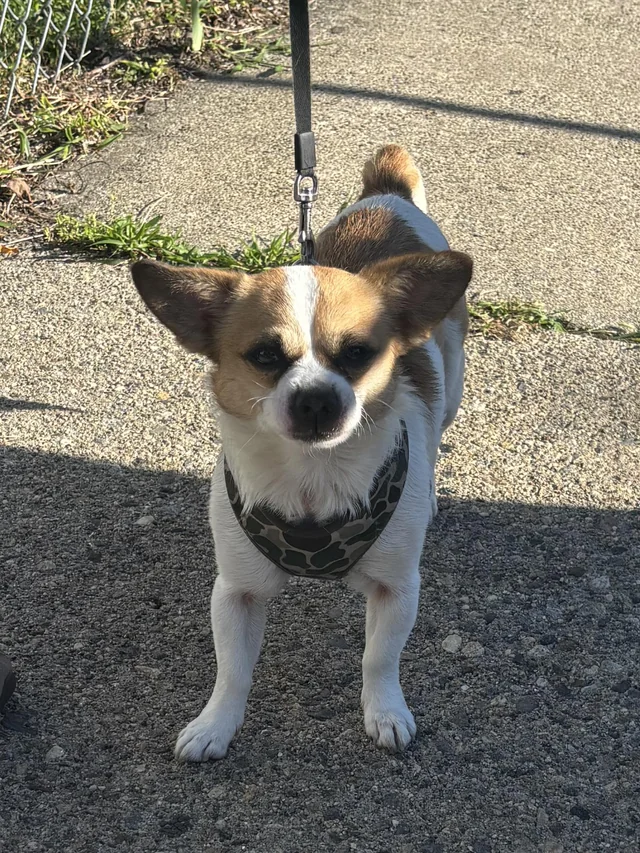 Found Dog in New Haven