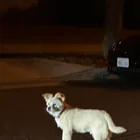 Found Dog in Alhambra