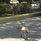 Found Dog in Cavite