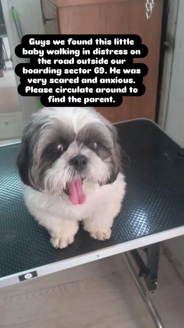 Found dog