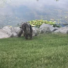 Found dog