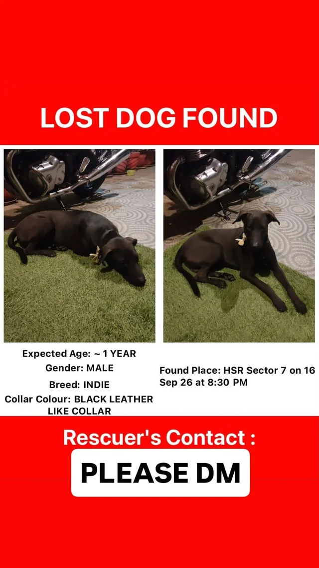Found dog