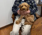 Lost dog