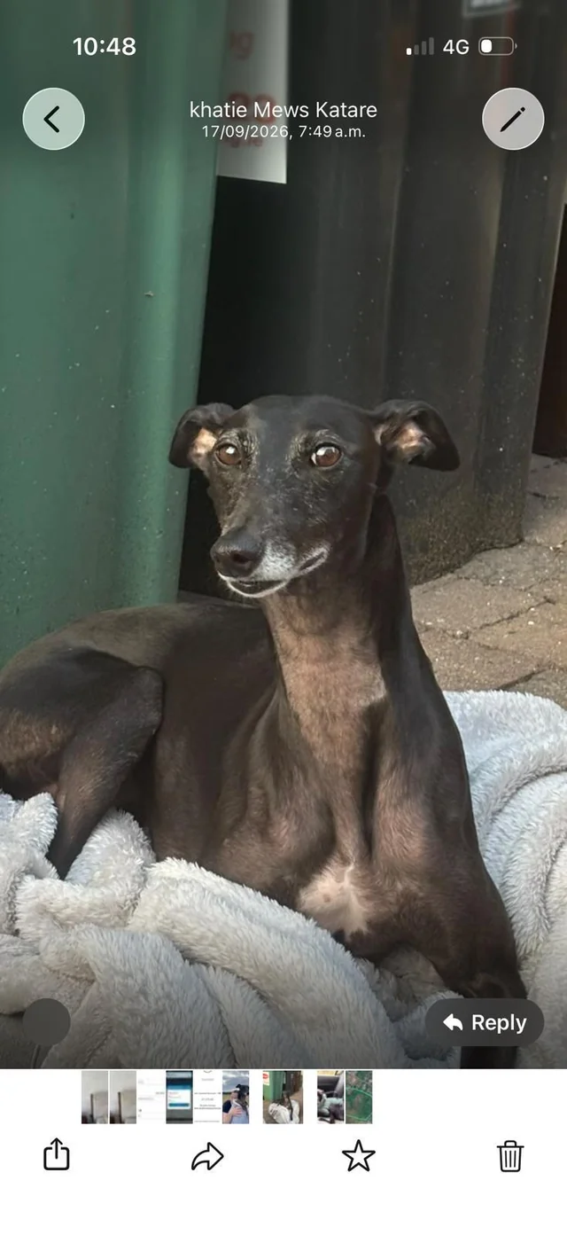 Lost Dog in Galway