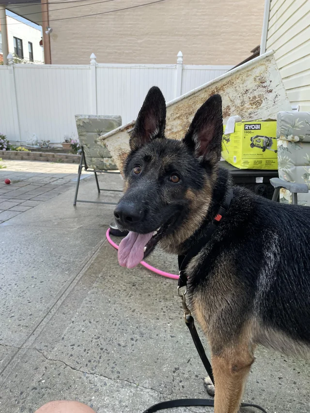 Found Dog in New York City