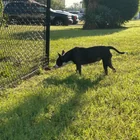 Found dog