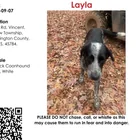Lost dog