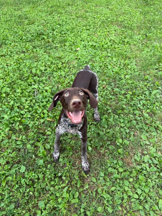 Lost dog