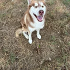 Found dog