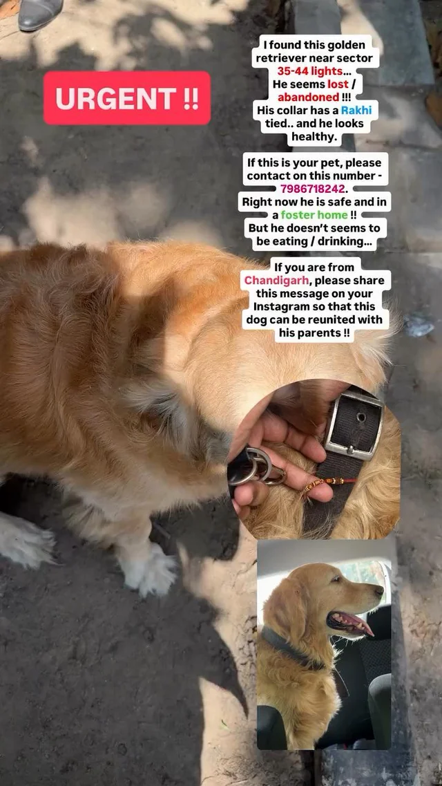 Found dog