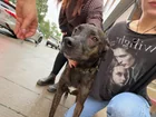 Found Dog in Kalamazoo
