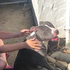 Found dog