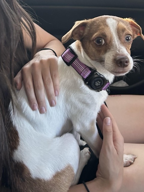 Lost dog