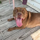 Found dog