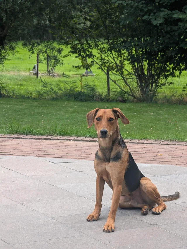 Lost dog