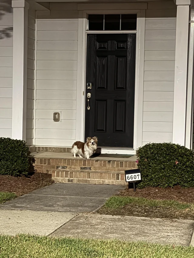 Found Dog in Raleigh